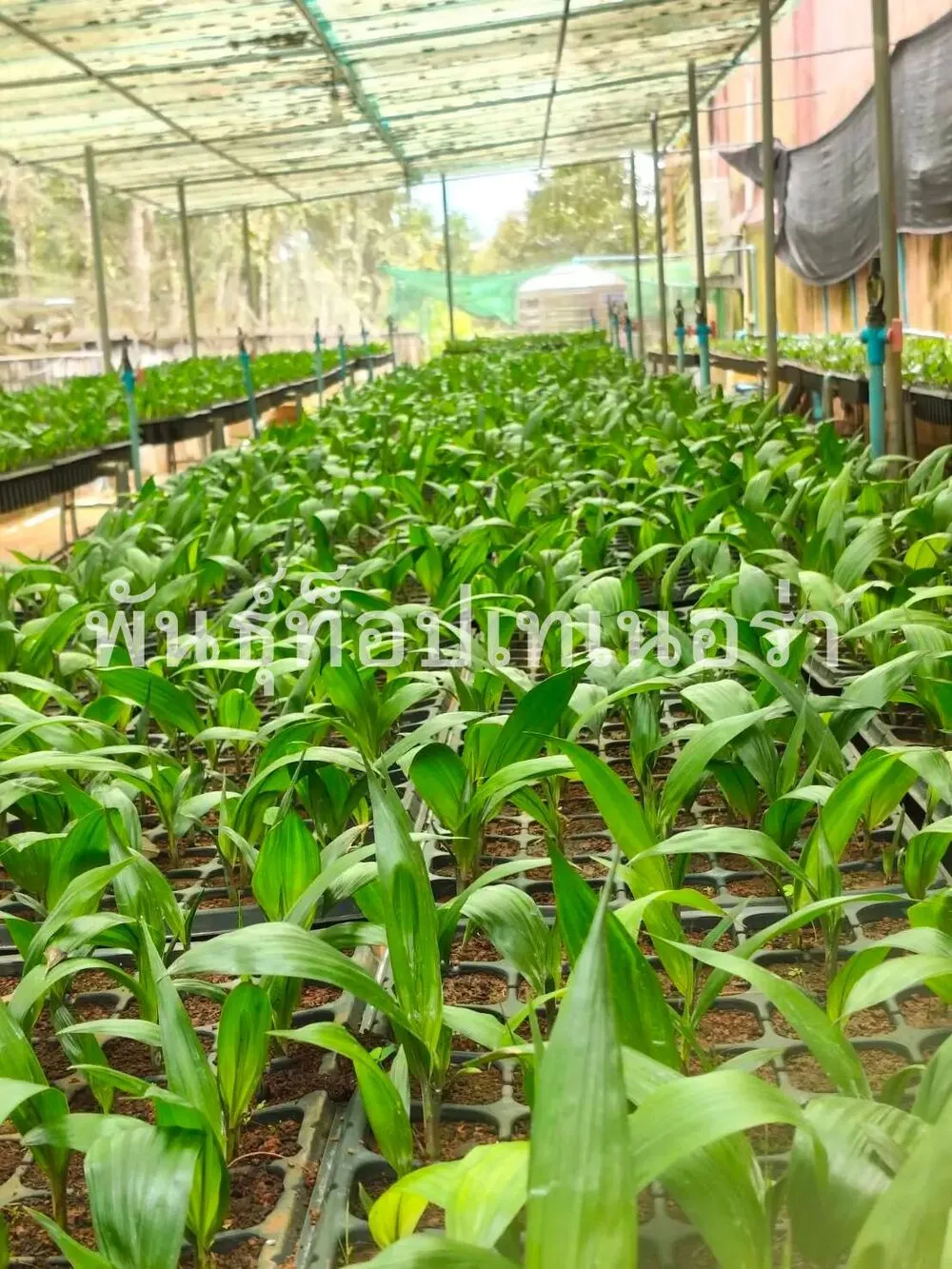 ต้นกล้าปาล์ม 1