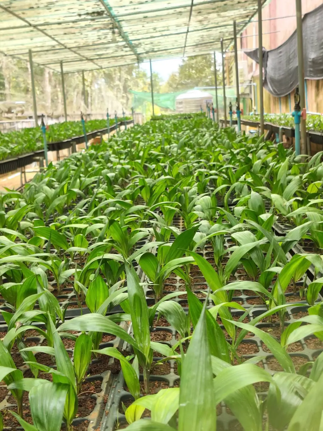 ต้นปาล์มสูง