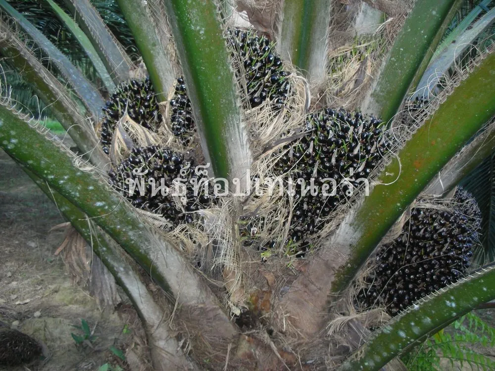 รูปภาพ 1