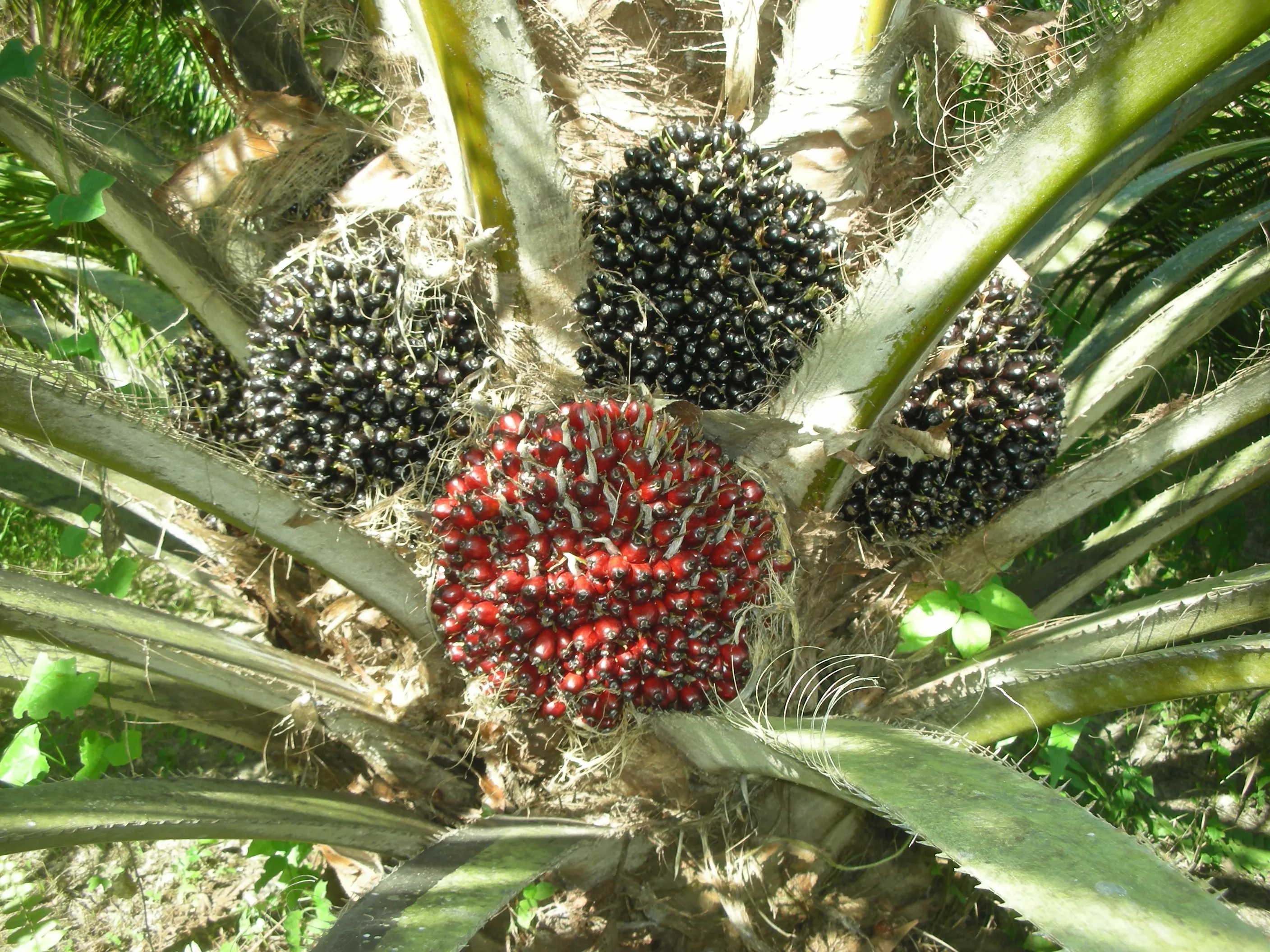 สวนปาล์มขนาดใหญ่