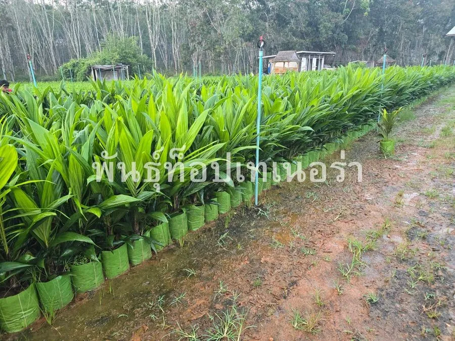 ต้นกล้าปาล์ม 2