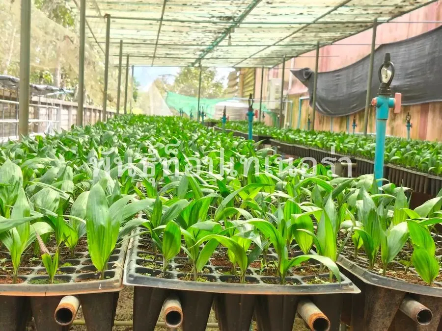 ต้นกล้าปาล์ม 3