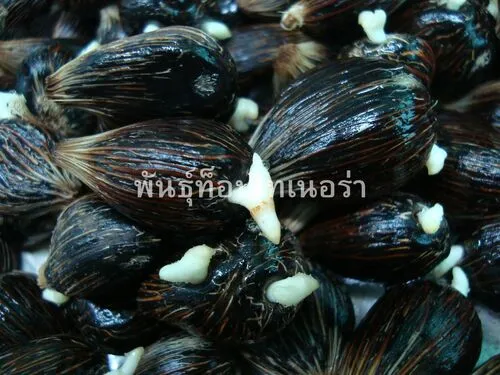 ผลผลิตปาล์ม