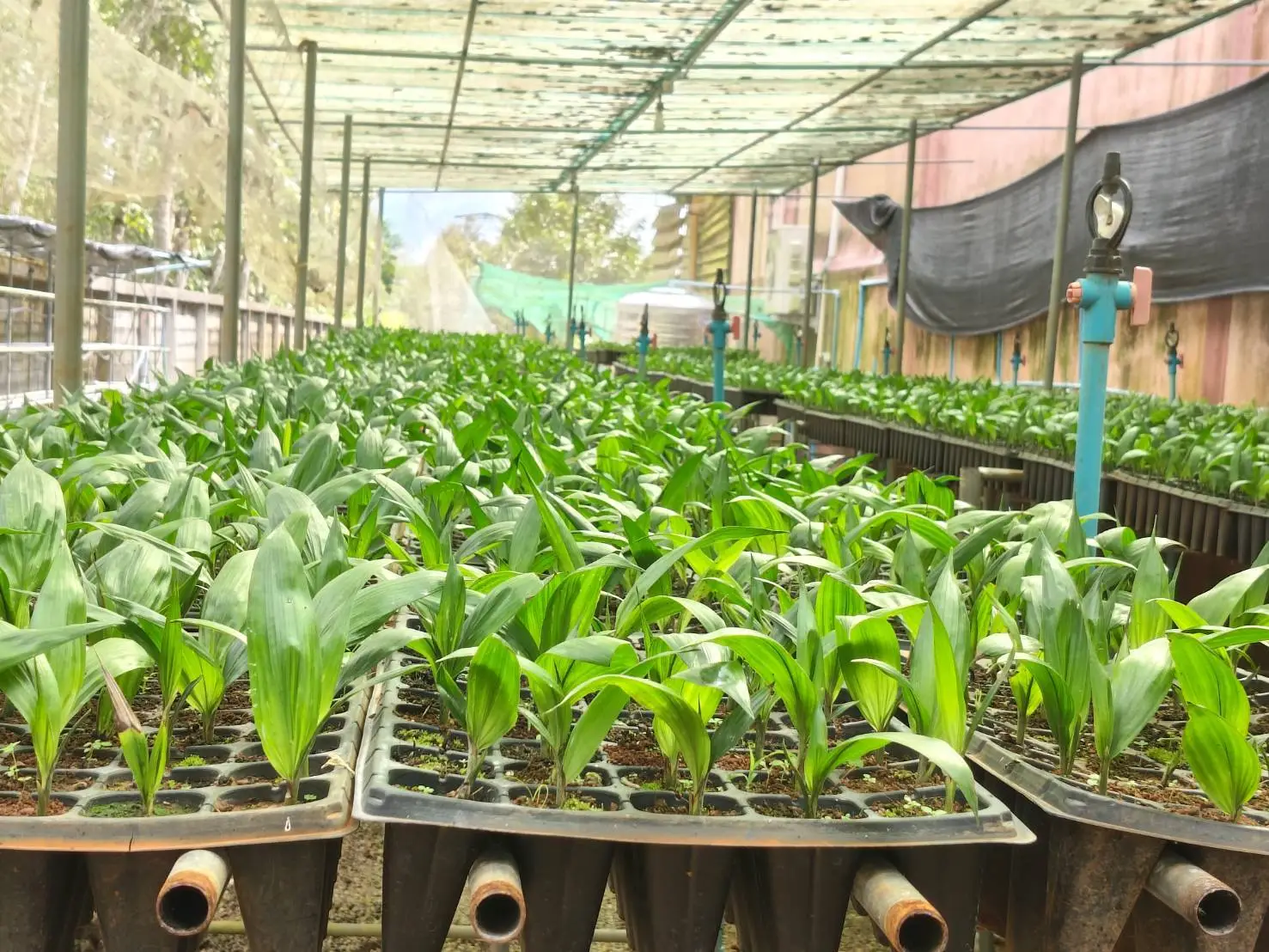 ต้นกล้าปาล์ม 3