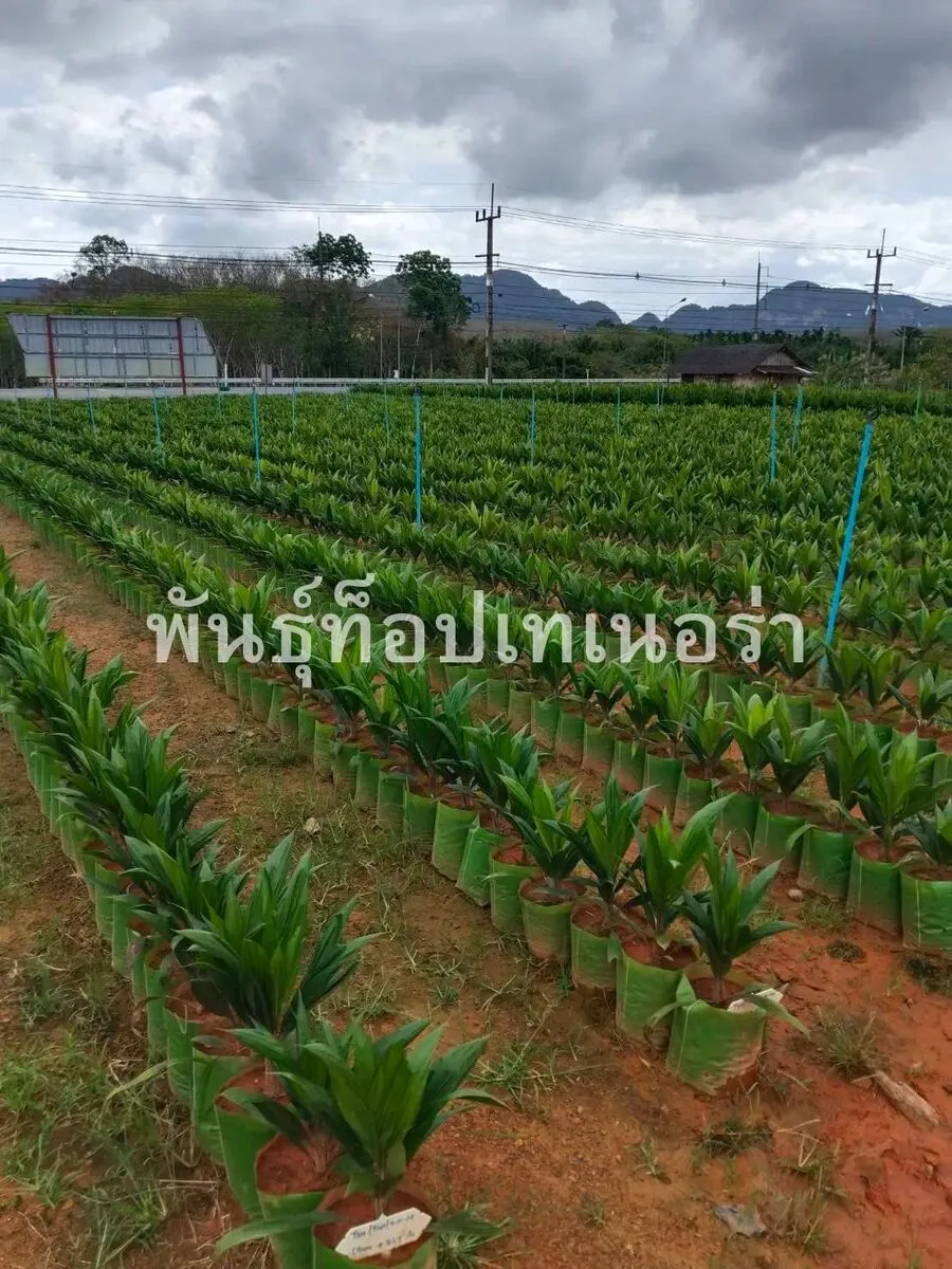 ต้นกล้าปาล์ม 4