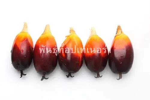 แปลงเพาะปลูก