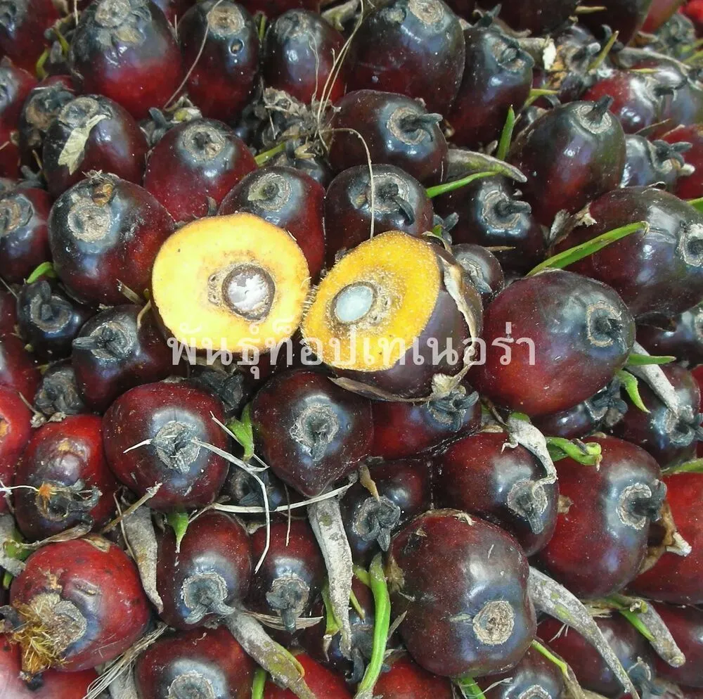 รูปภาพ 2