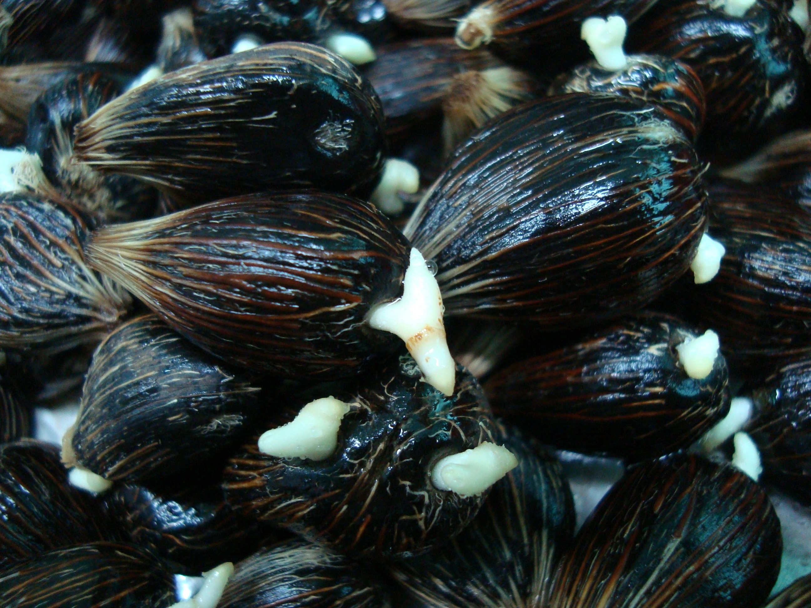 ผลผลิตปาล์ม