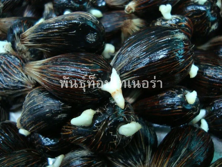 รูปภาพ 3