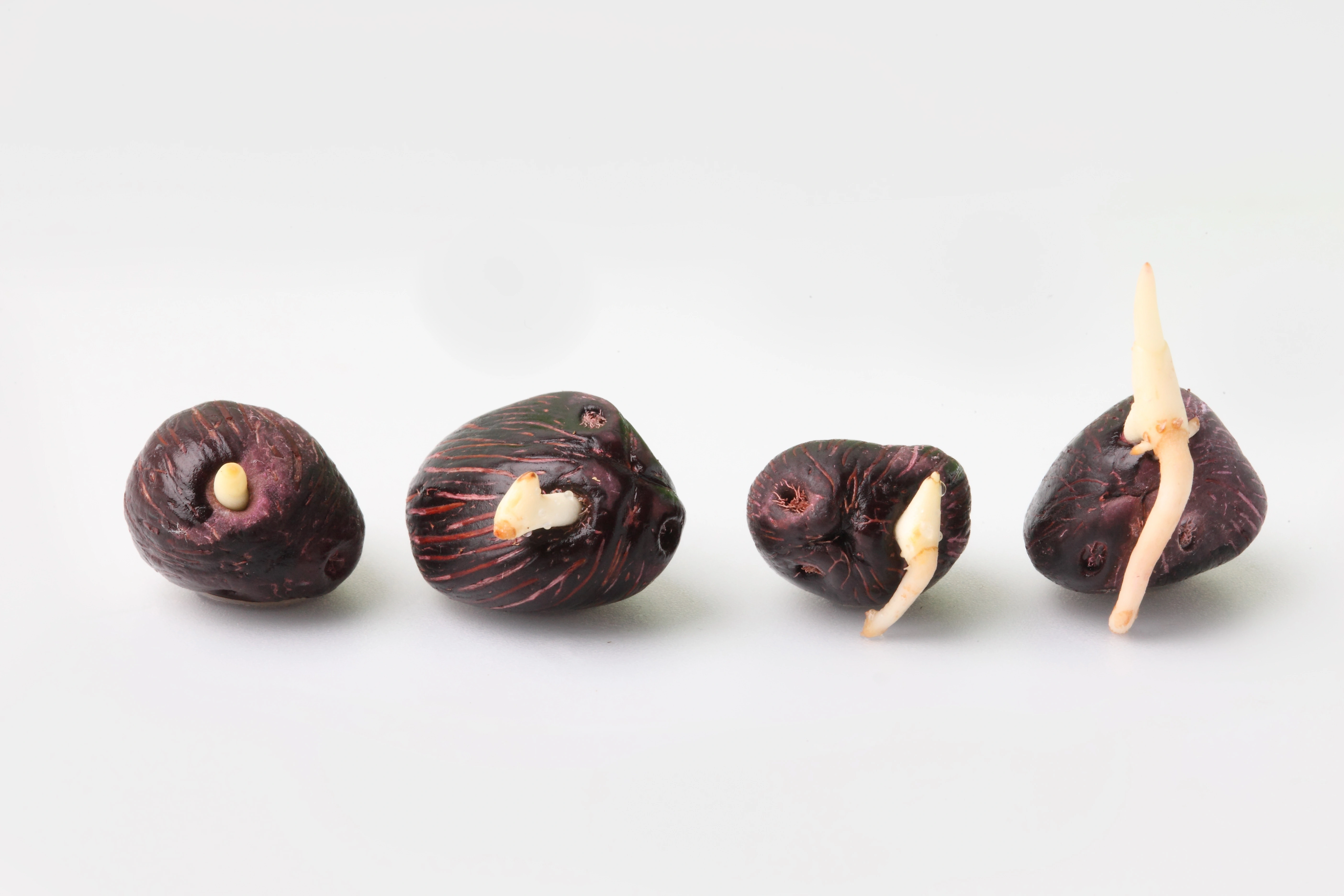 ต้นกล้าปาล์ม 3