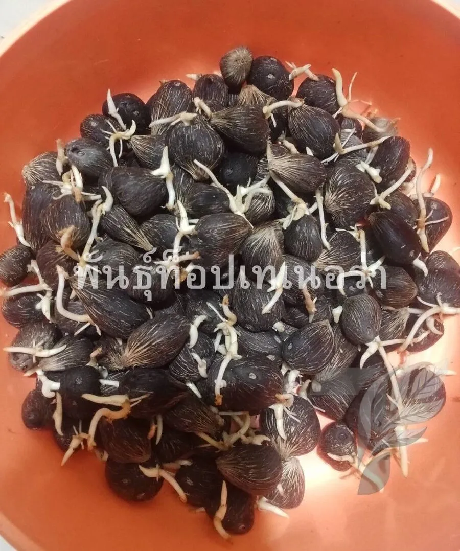 ต้นกล้าปาล์ม 5