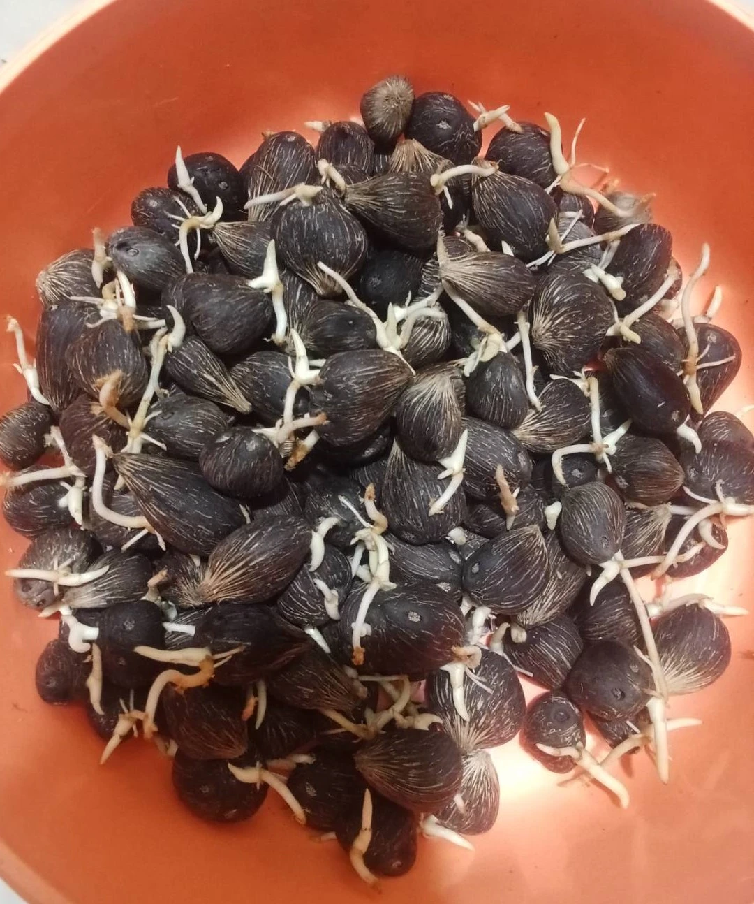 ต้นกล้าปาล์ม 5