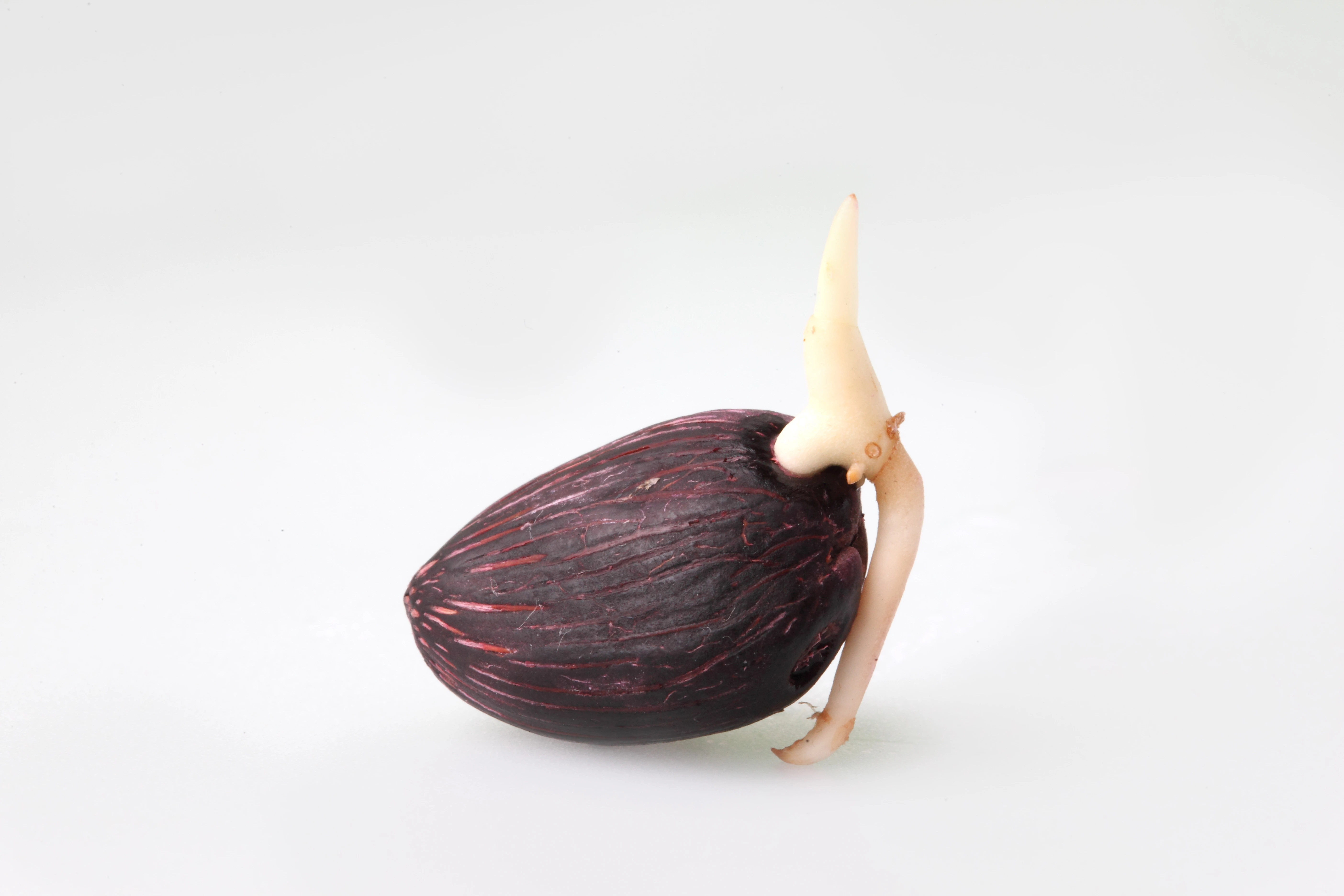 ต้นกล้าปาล์ม 6