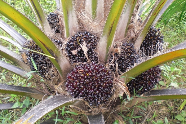 ต้นพ่อพันธุ์ (AVROS-Pisifera)