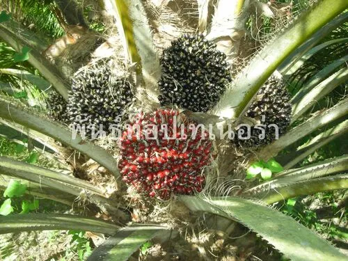 ลูกผสม (Top Tenera)